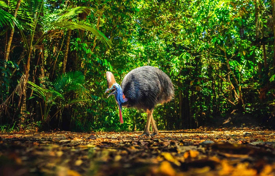 daintree rainforest